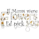 mums flowers