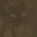 jthompson_tiger_paper5