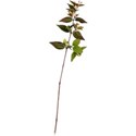 moo_amongmysouvenirs_pressedleaves2