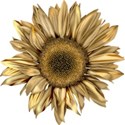 Sunflower3