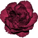 moo_blooming_carnation