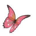 Pretty Butterfly4