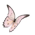 Pretty Butterfly6