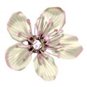 CherryBlossom7