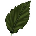 Leaf1