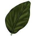 Leaf 2