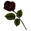 rose4