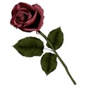 rose5