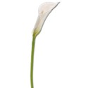 calla