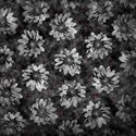 Black Flowered Background