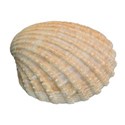 SI_Let sGetBeachy_Shell01