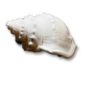 sea shell 1