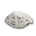 sea shell 3