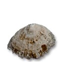 sea shell 4