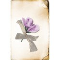 LHank_Passthecards_flowercard6