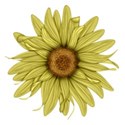 Sunflower3