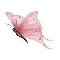 buttefly2