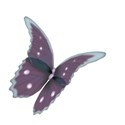 Pretty Butterfly1