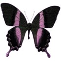 Deanne_Button_Design_Feather_Butterfly