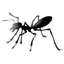 blackant