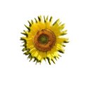 Girasoles%2002