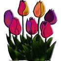 tulipanes