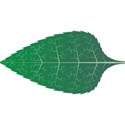 hoja
