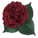 moo_everlastingbloomingrose1