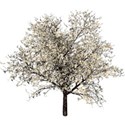 moo_summersend_cherrytree