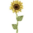 moo_summersend_sunflowerstemmed