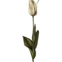 moo_memoirs_tulip1