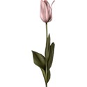 moo_memoirs_tulip2