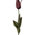 moo_memoirs_tulip3