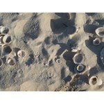 Sand&Shells Sand&Shells