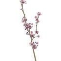 moo_edenscrush_blossombranch