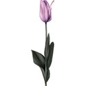 moo_passionatedestiny_tulip