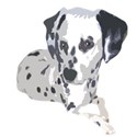 dalmatian