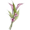 moo_aryasescape_calllily1