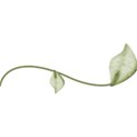 moo_aryasescape_leafstem