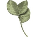 moo_aryasescape_satinleafstem