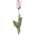 moo_aryasescape_tulip1