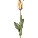 moo_aryasescape_tulip2