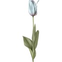 moo_aryasescape_tulip3