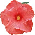 DZ_Beach_House_hibiscus