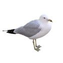 DZ_Beach_House_seagull