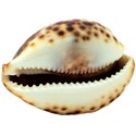 DZ_Beach_House_seashell4