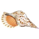 DZ_Beach_House_seashell5