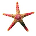 DZ_Beach_House_star2