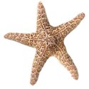 DZ_Beach_House_star1