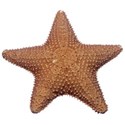 DZ_Beach_House_star3